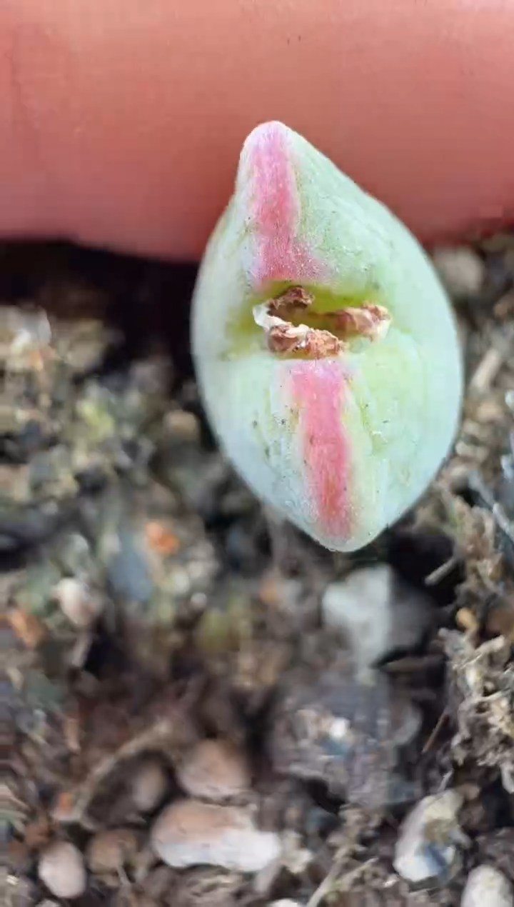m***莹13-119多肉植物肉锥