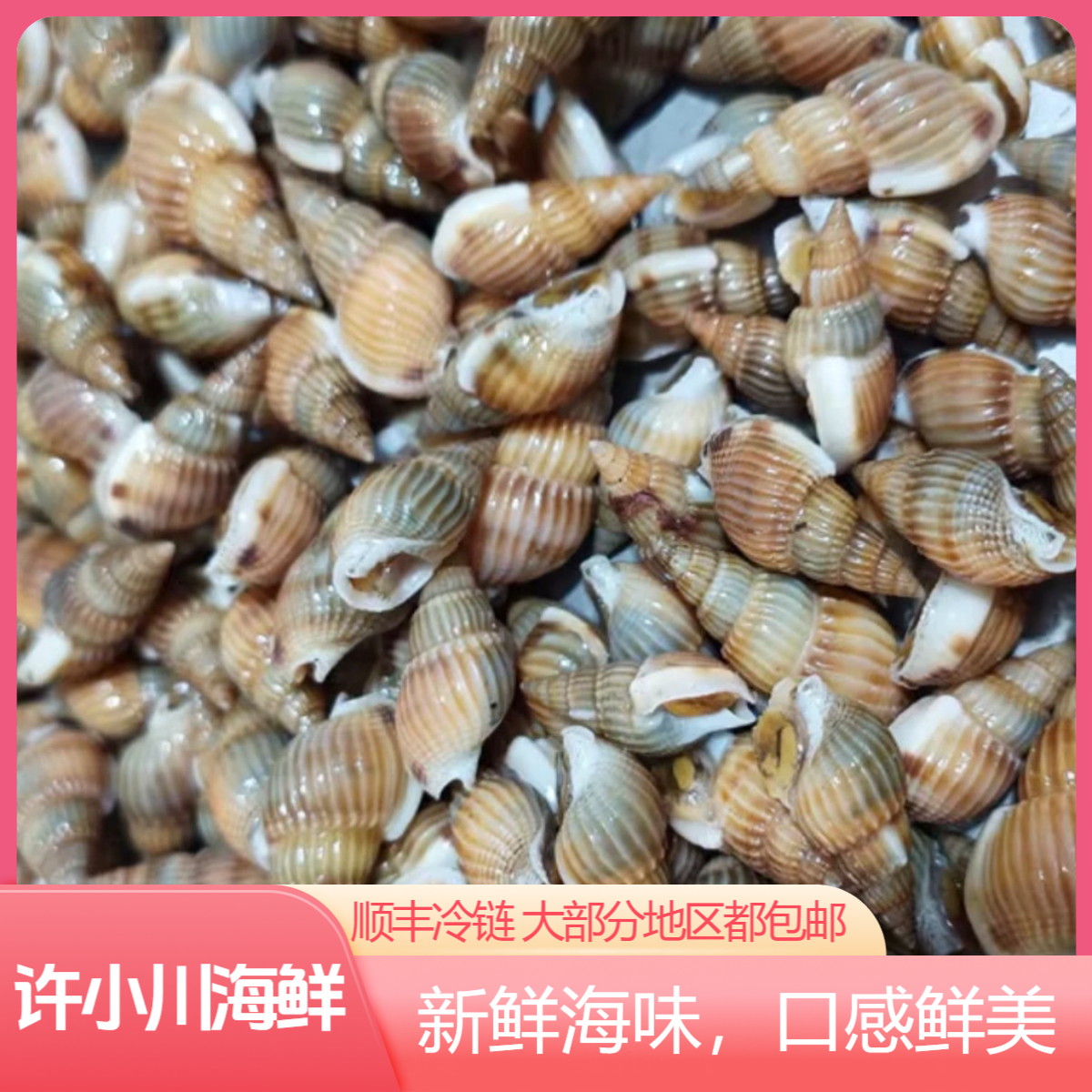 小号 海锥  现货发货  （一斤 900-1000粒 嫌小勿拍） 保鲜不保活
