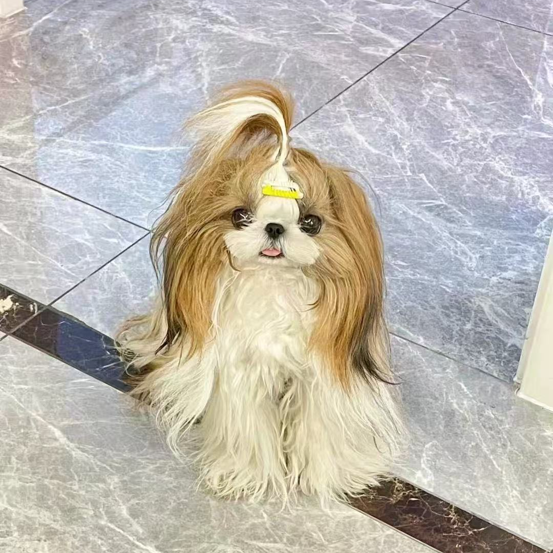 新（玲姐萌宠）T狗狗活体