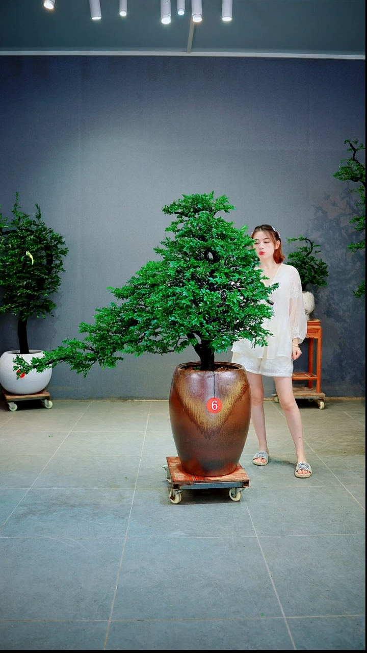 当前无花朵，栽培后可花朵熙**植1
