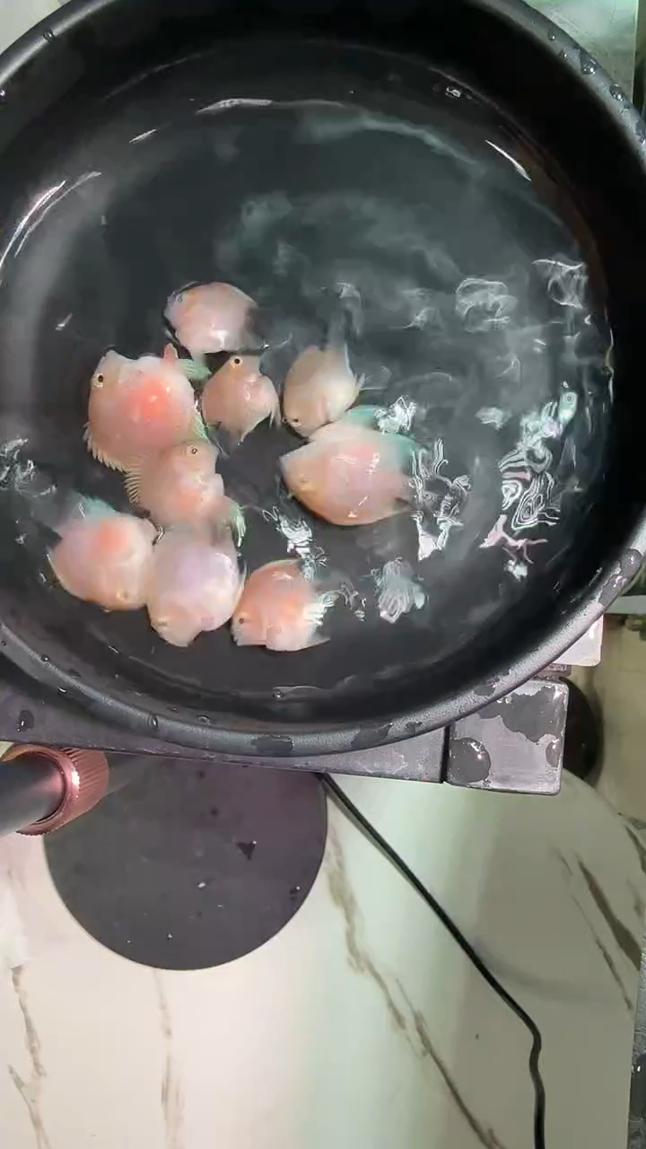 鹦鹉鱼25252225252