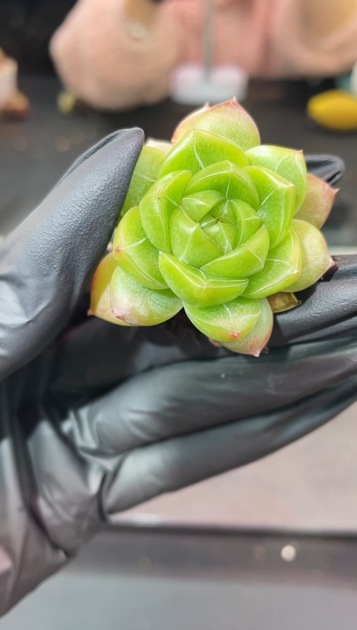 闪购1016  羽毛冰城多肉一颗  3.8-4厘米