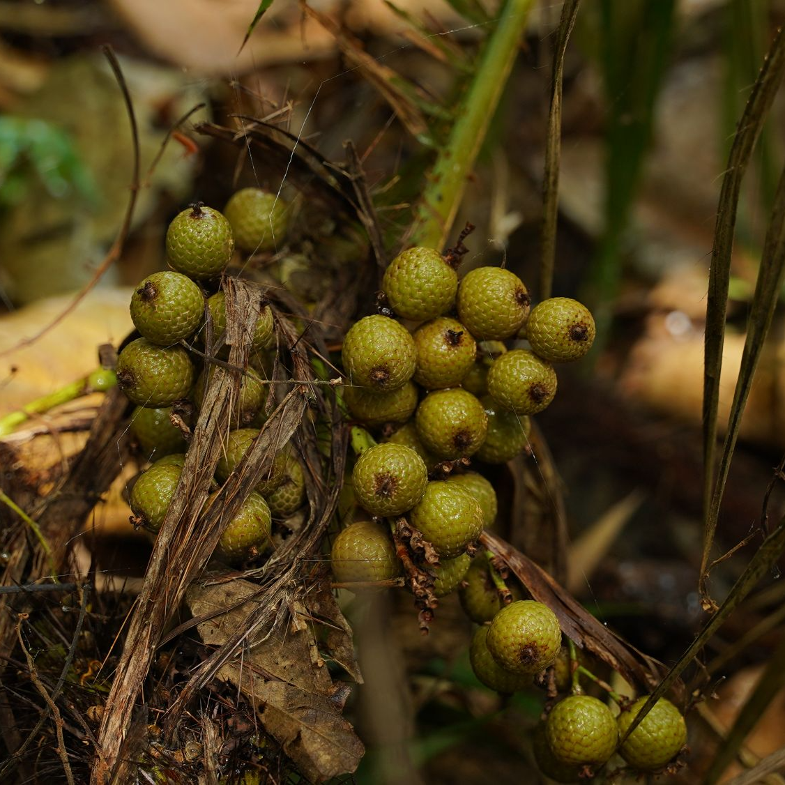 海南元宝籽星月菩提