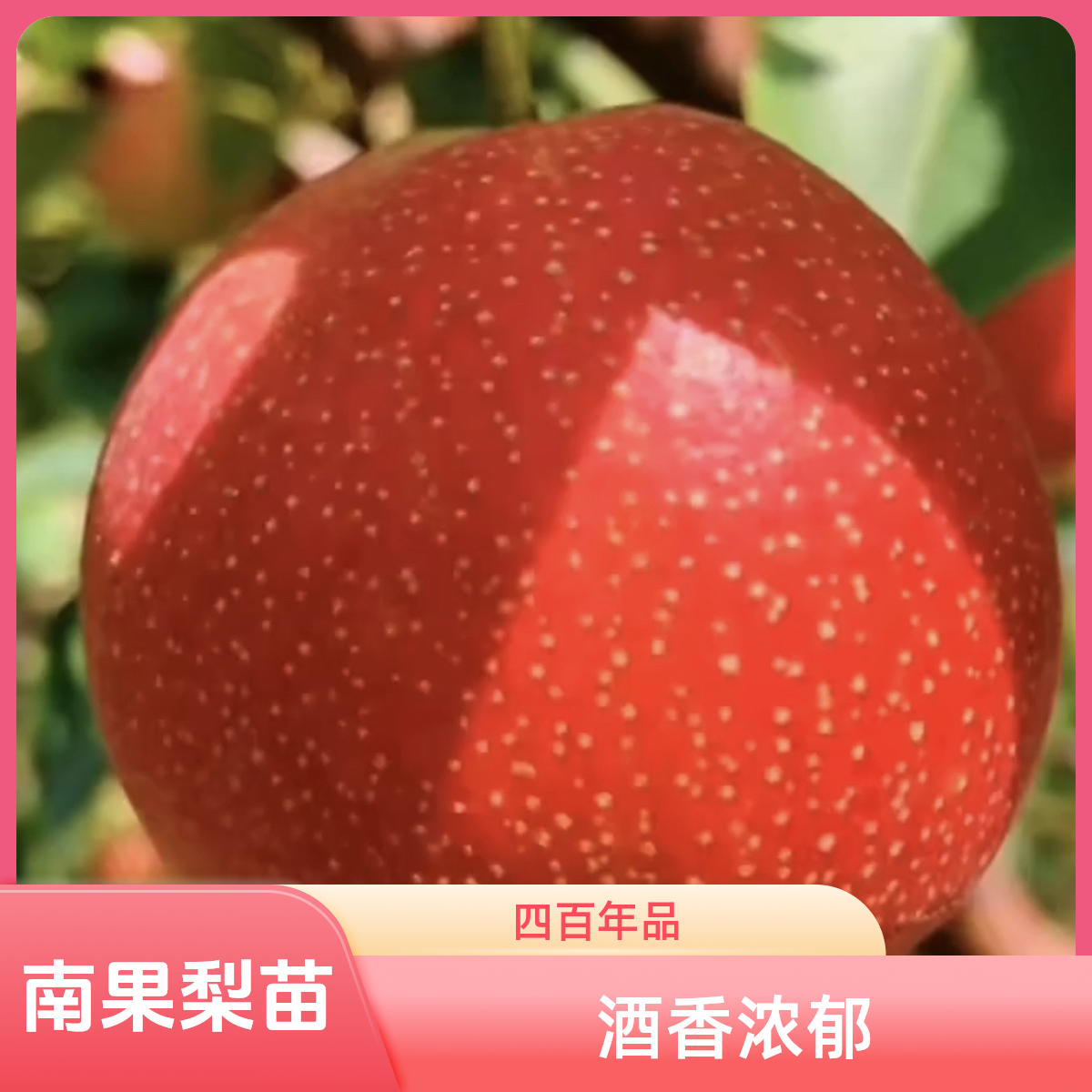 南果梨树苗：辽南特产 四百年历史经久不衰 酒香味浓郁 小果型