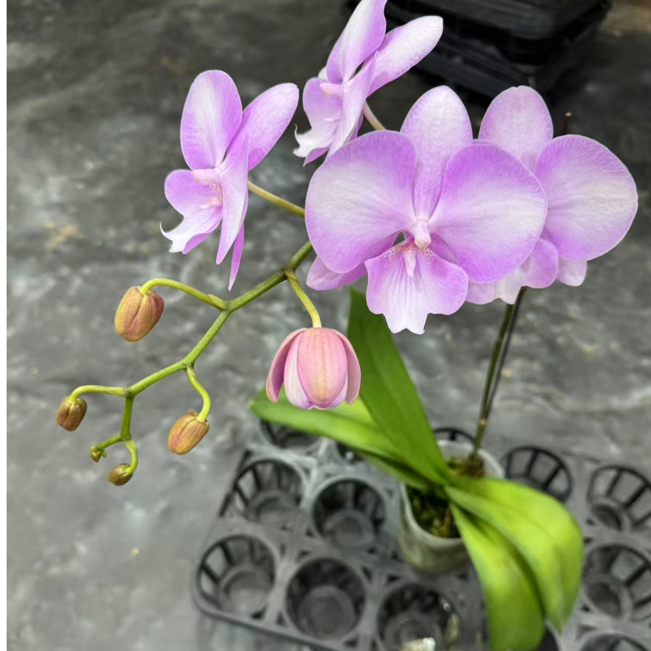 蝴蝶兰【骑士】室内精品花卉昆明直发