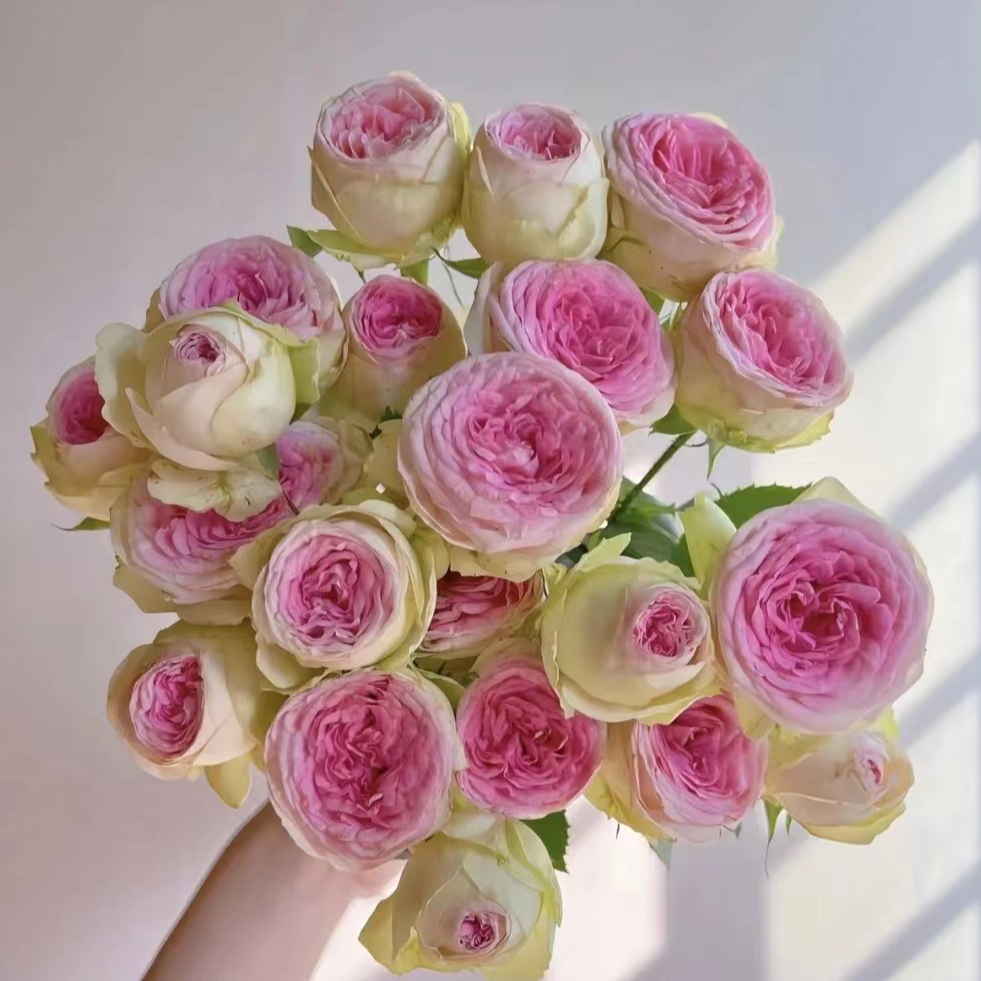 【月亮花圃】多头（冰淇淋）玫瑰1单普通快递，2单以上顺丰冷链