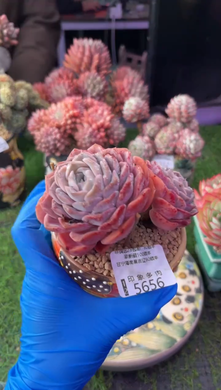 昆明印象多肉5656