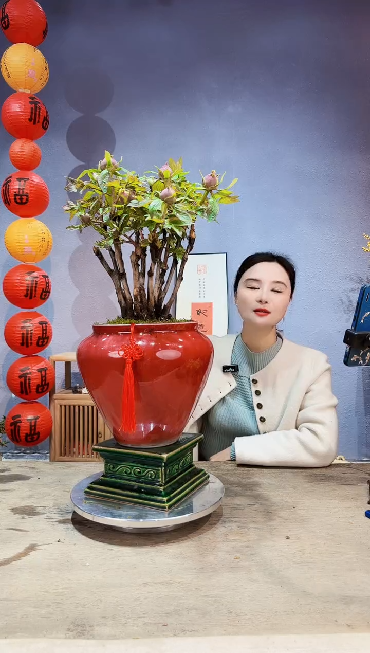 【闪购商品】盆景牡丹