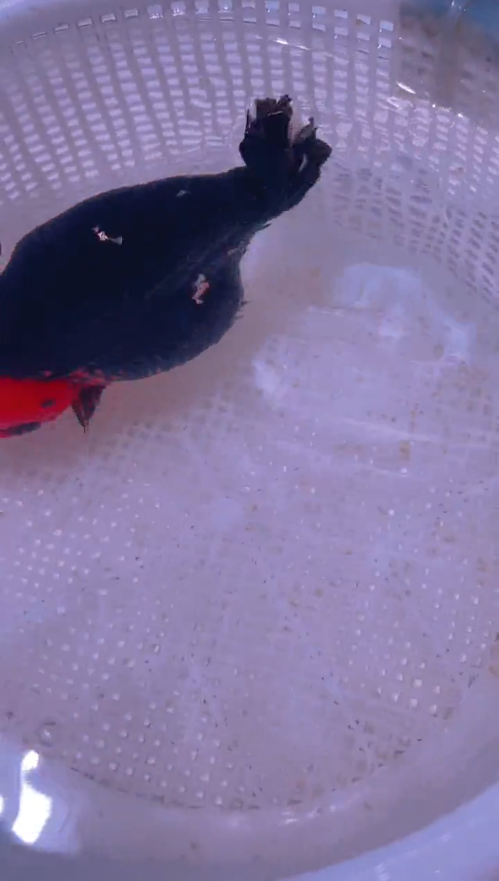 狮头鱼碧**天兰寿金鱼兰寿金鱼