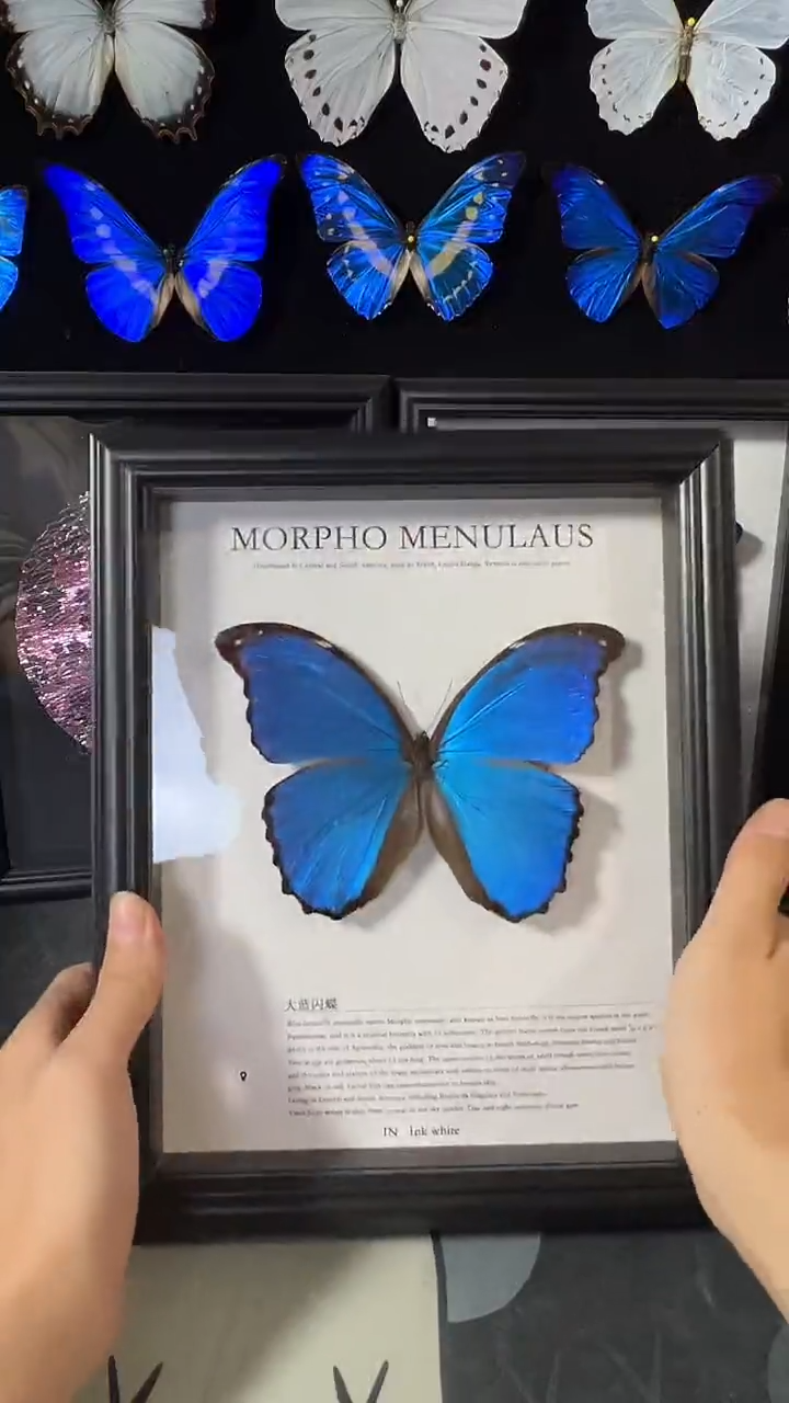 大蓝闪蝶欧版相框