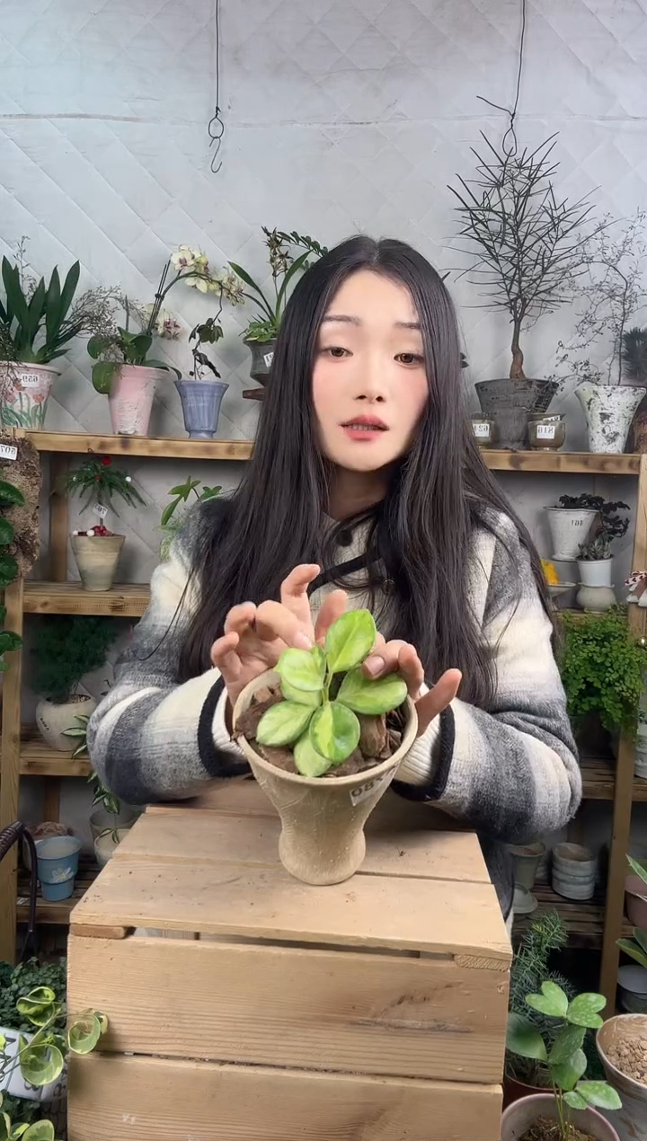 无花朵780南方内锦球兰加盆一套