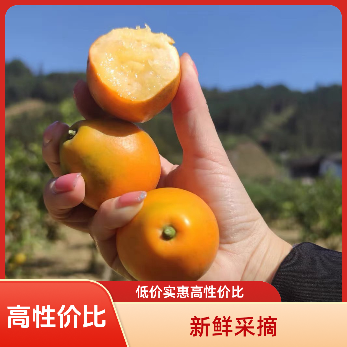 特价脆蜜金桔（微瑕疵）不影响食用，价格实惠超高性价比，介意慎拍