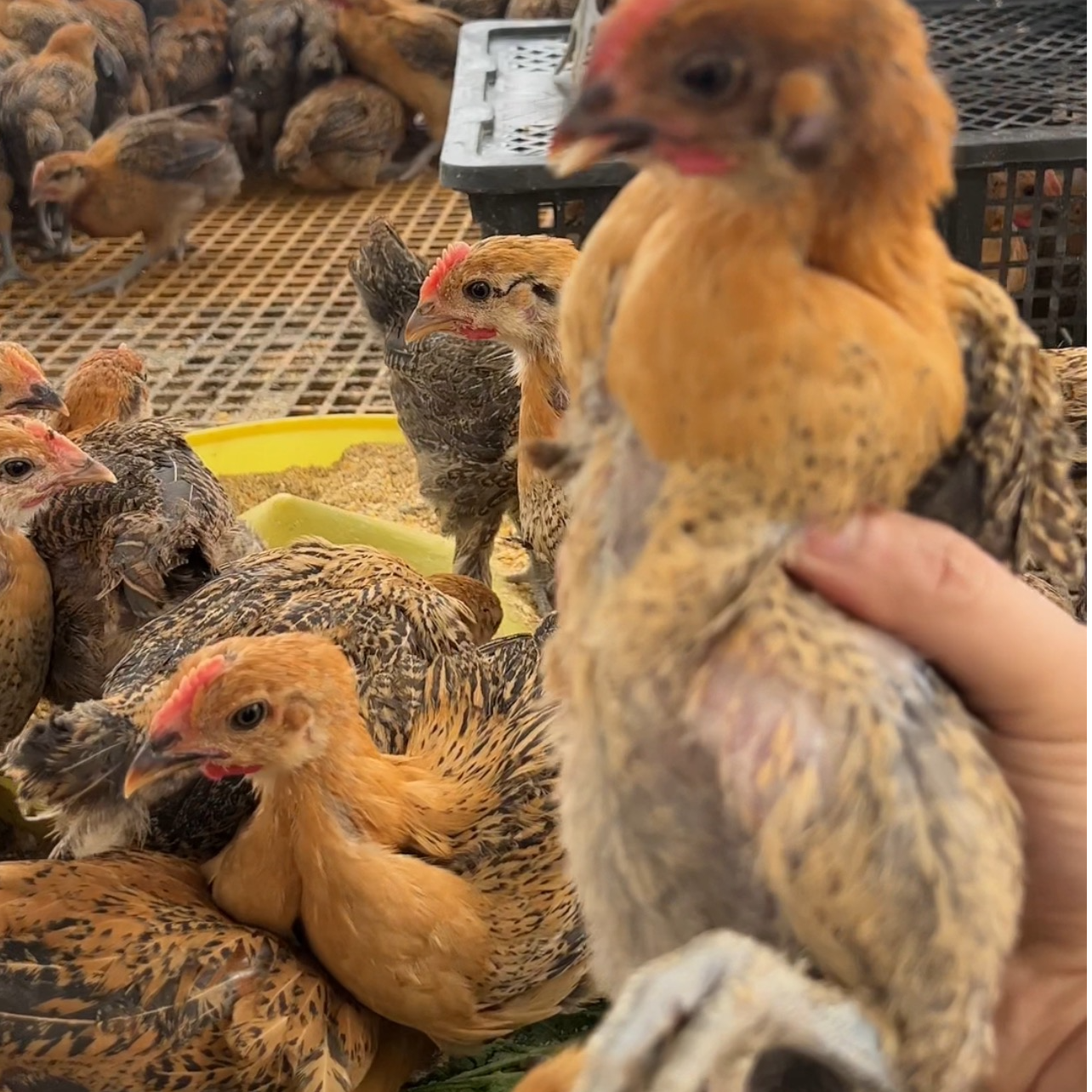 青脚麻羽绿壳蛋鸡农家散养宠物鸡好喂养顺丰发货