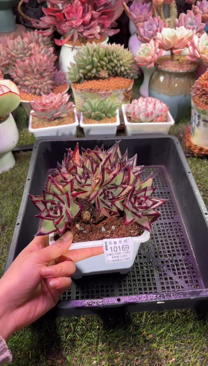 【闪购商品】10169