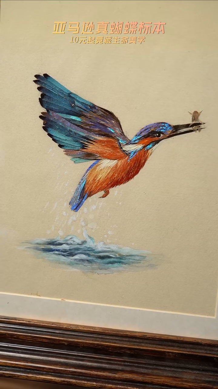 蝴蝶翅膀蝶翅画博物级别收藏级g207
