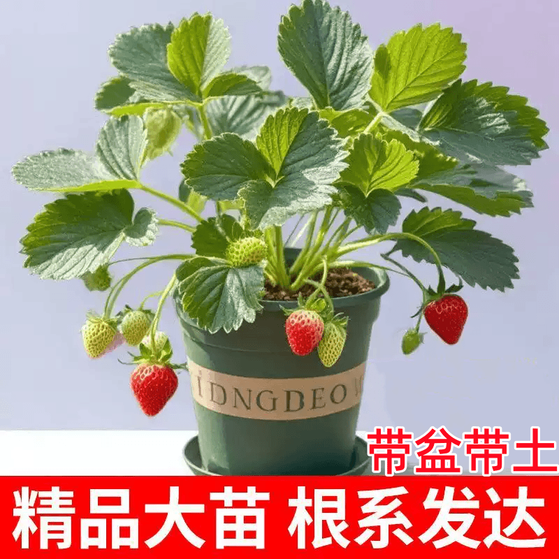 红颜草莓苗原盆原土气泡袋包装发货