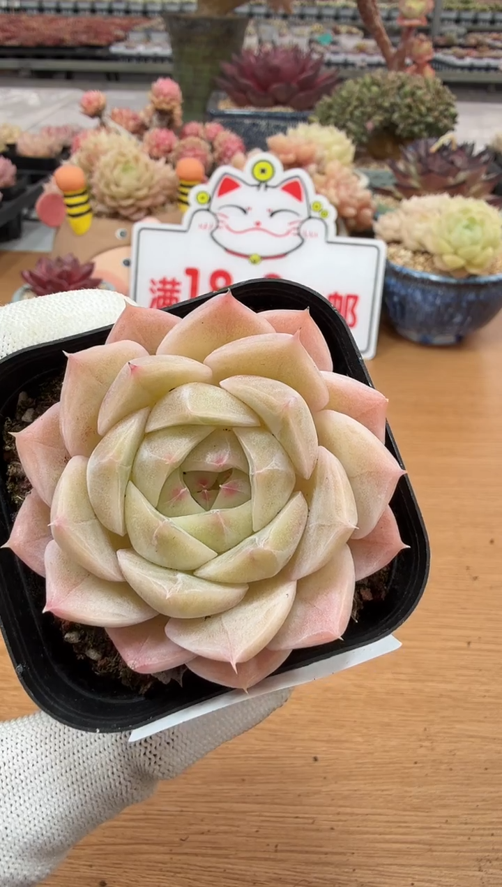 东云多肉园二店-153