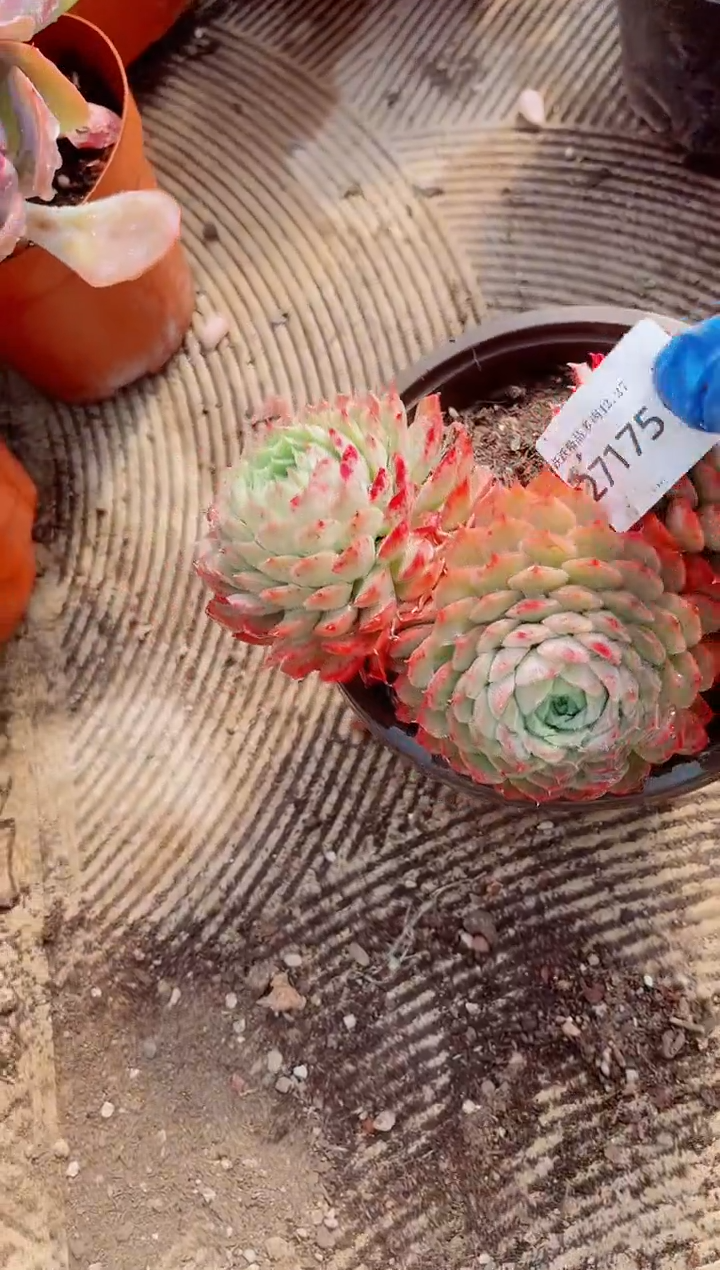 绿**沙跃跃精品多肉27175