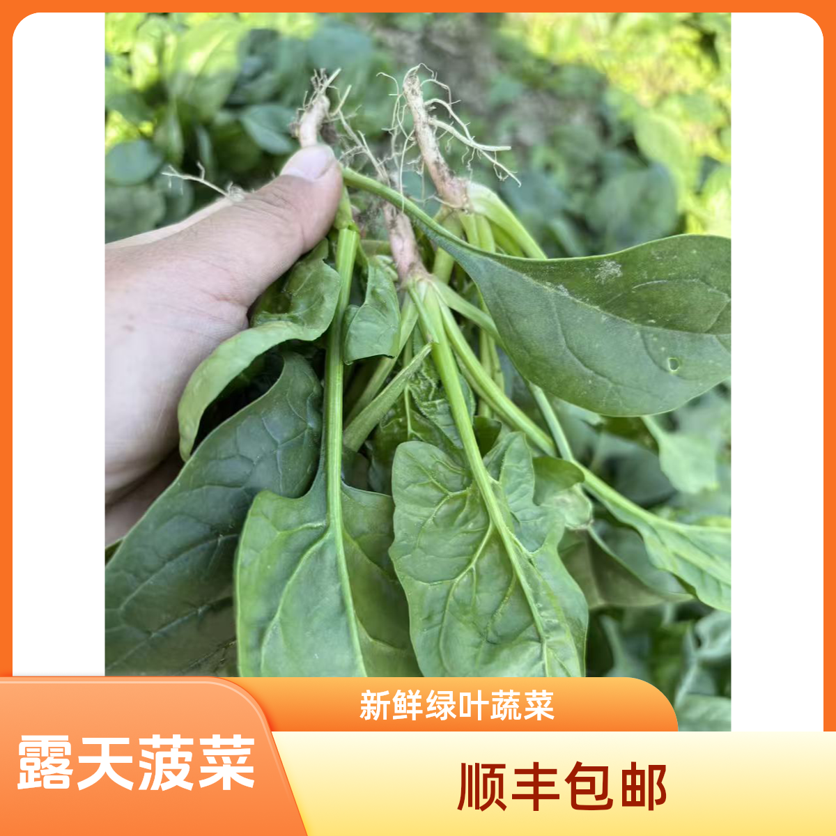 苏北霜冻菠菜农家自种现挑现发