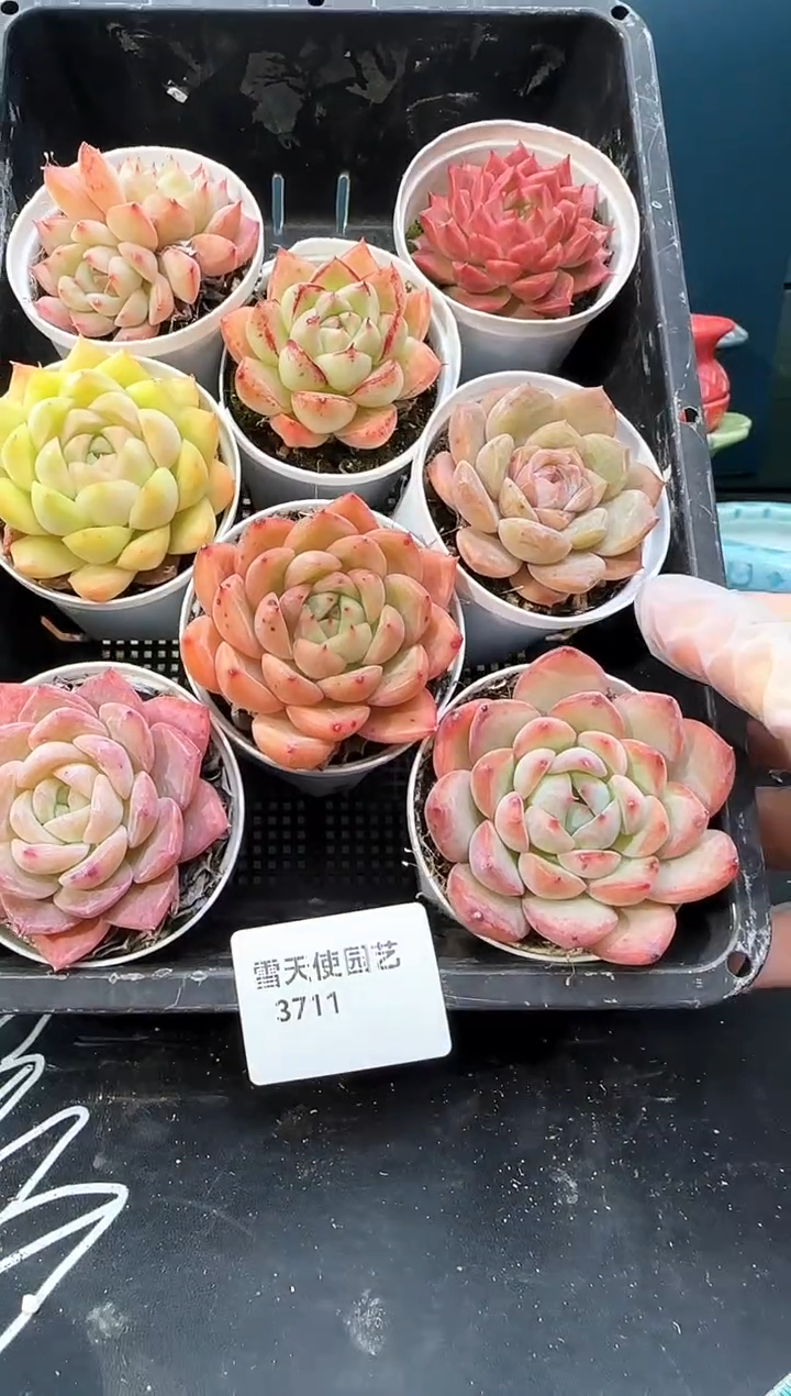 3711    多肉 8  颗