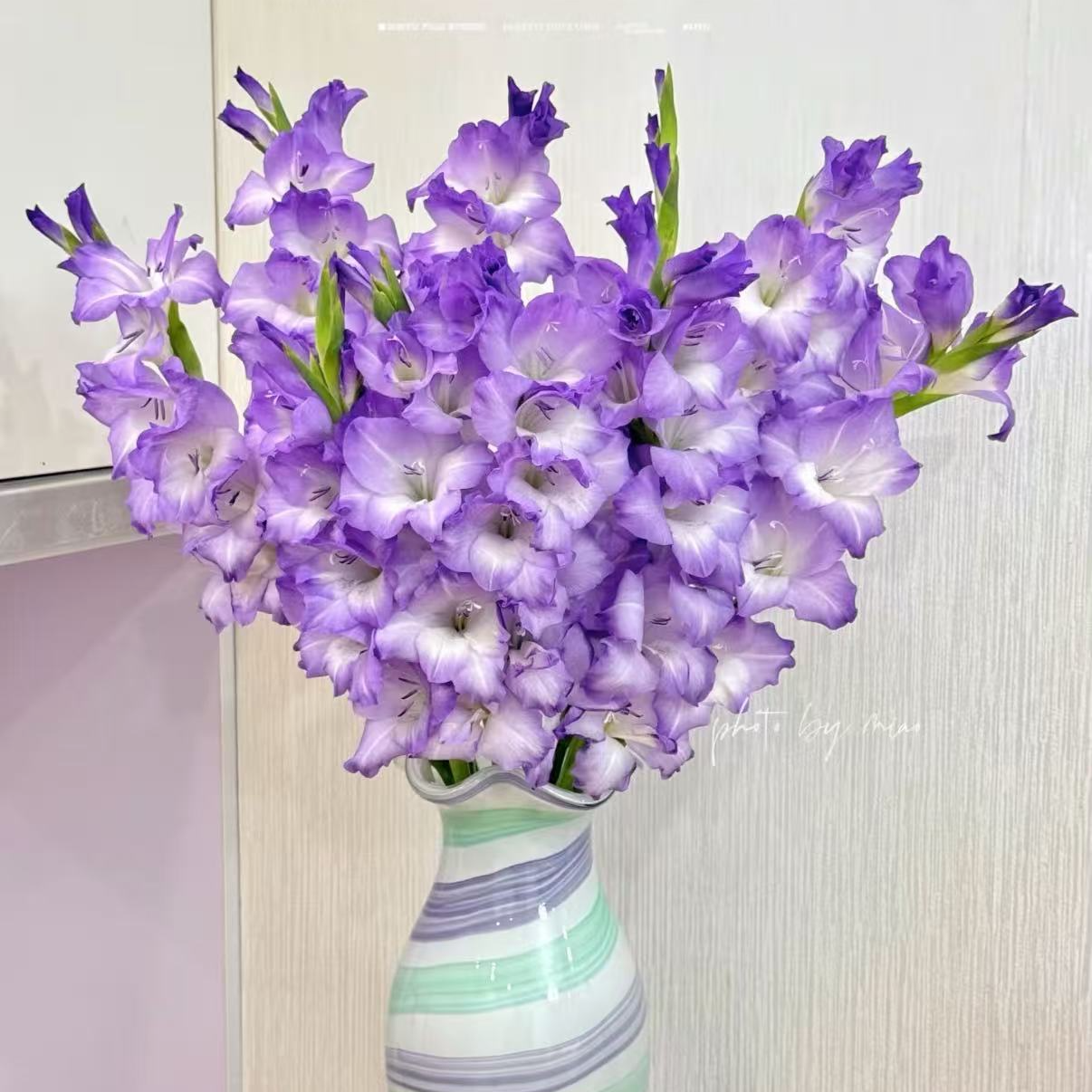 5棵【蓝宝宝】唐菖蒲剑兰荷兰种球室内阳台庭院兰花盆栽花卉