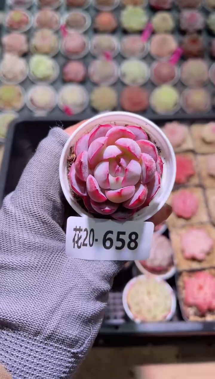 【闪购商品】20-658女王