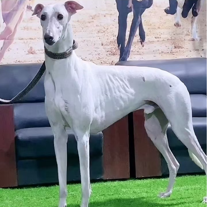 猎兔犬幼犬出售格力犬灵缇犬惠比特犬宠物狗狗活体狩猎犬细狗幼崽