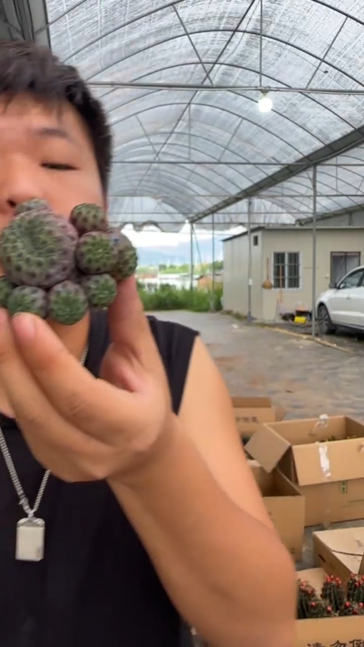 紫粒丸 群生【带根】