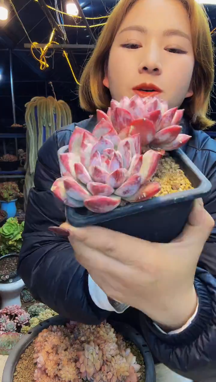 小**～3号一物一拍祖母绿剩余190