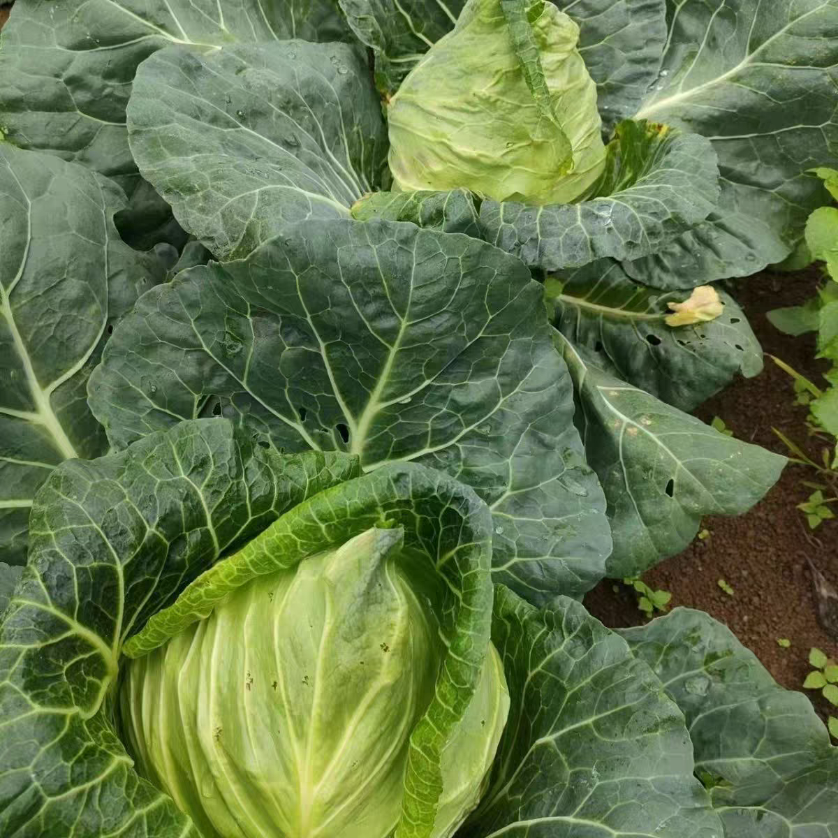 贵州威宁高山新鲜现砍现发牛心包菜应季蔬菜