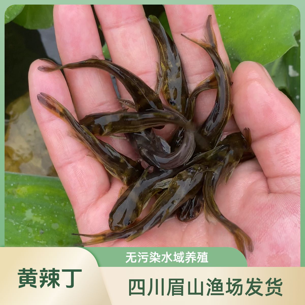 四川眉山冰鲜发货 黄辣丁 淡水养殖