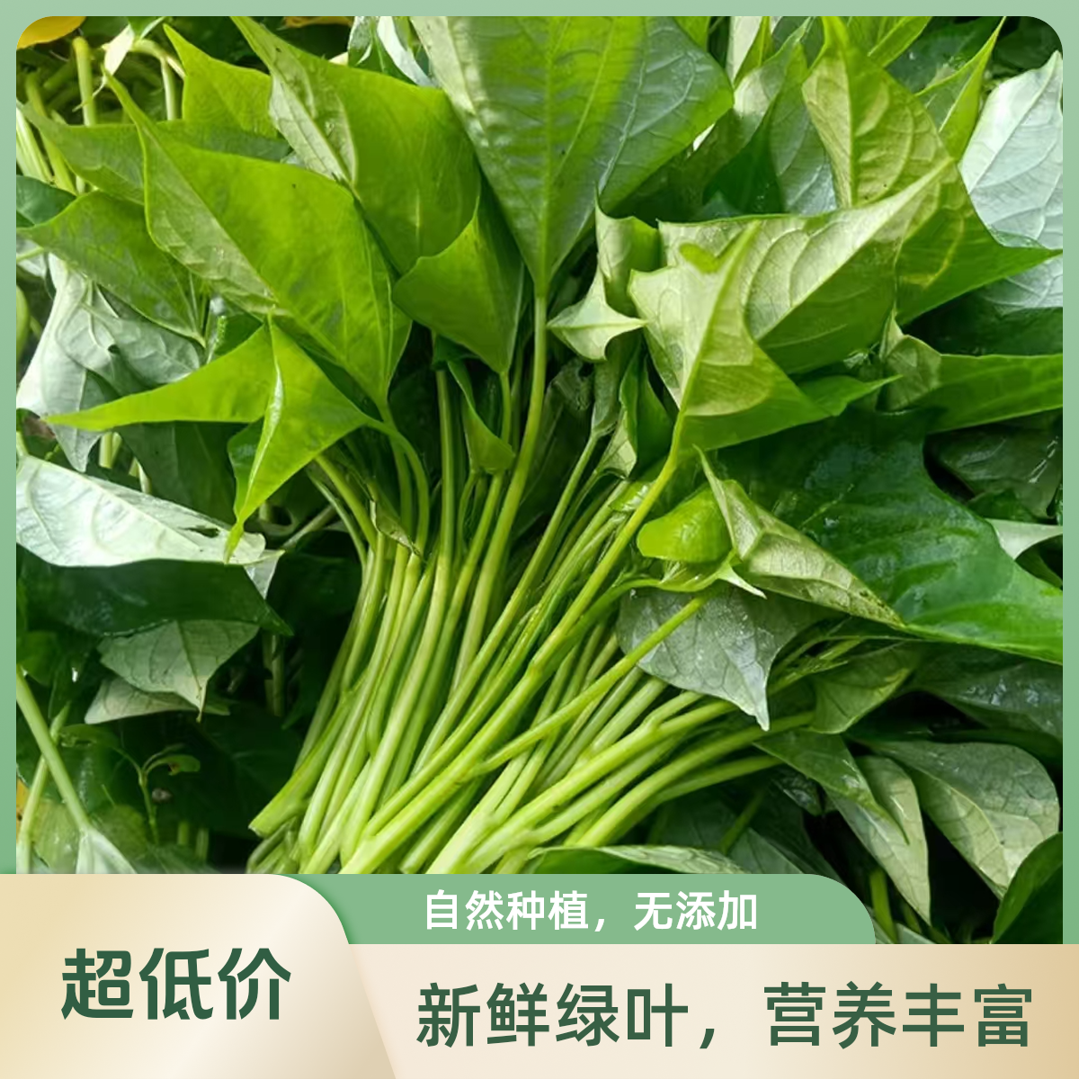 《同城配送》红薯叶红薯