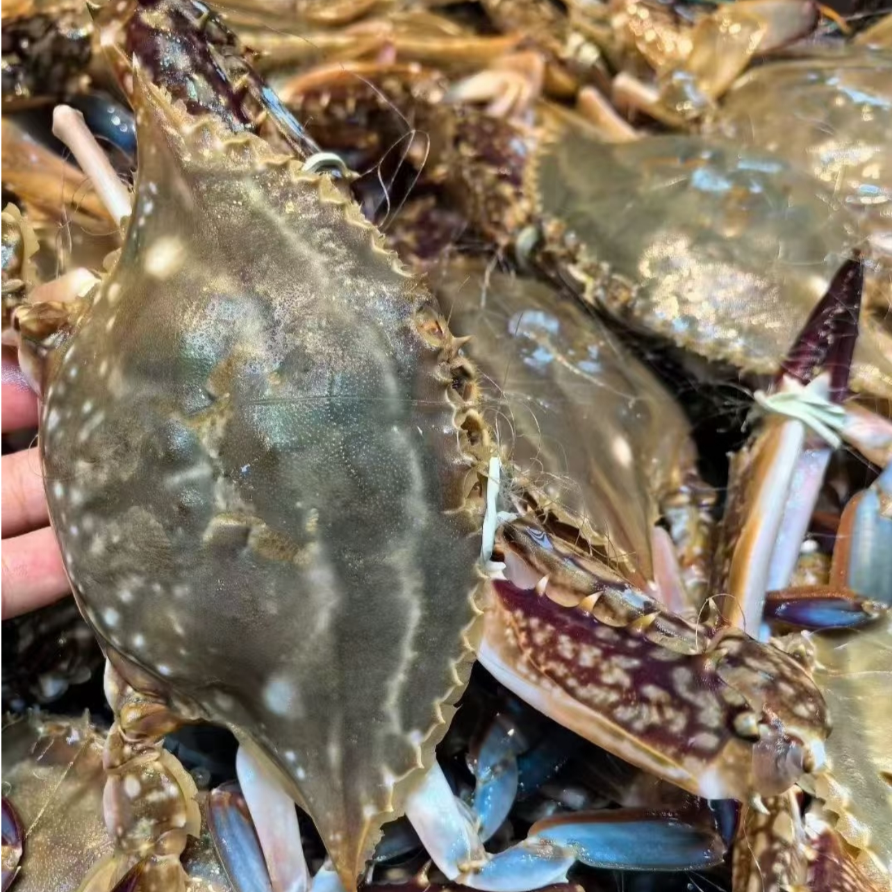 【保鲜不保活】断氧足黄母蟹3斤-5斤（单只3-5两）掉爪正常 介意勿拍