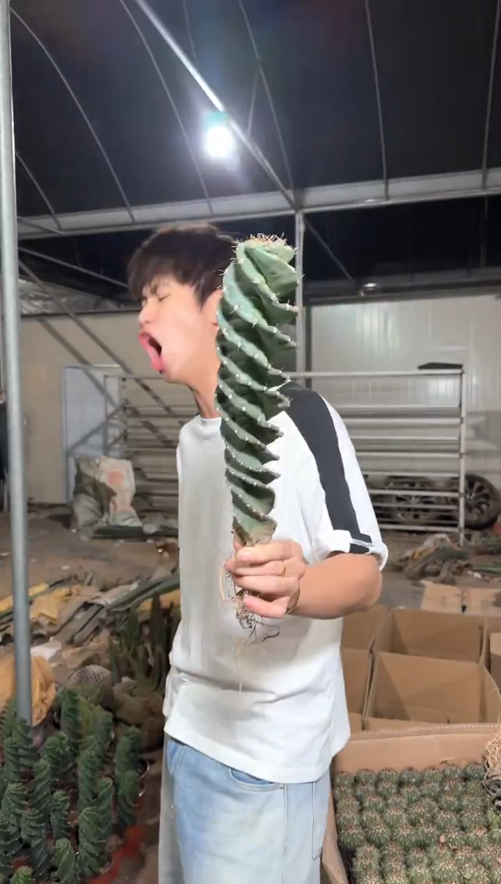 龙卷风【带根】18cm+