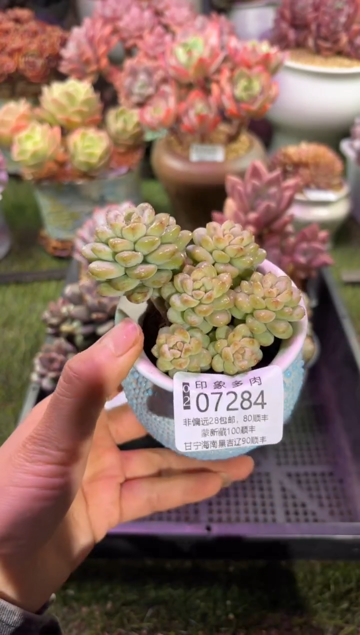 【闪购商品】07284脱土带盆