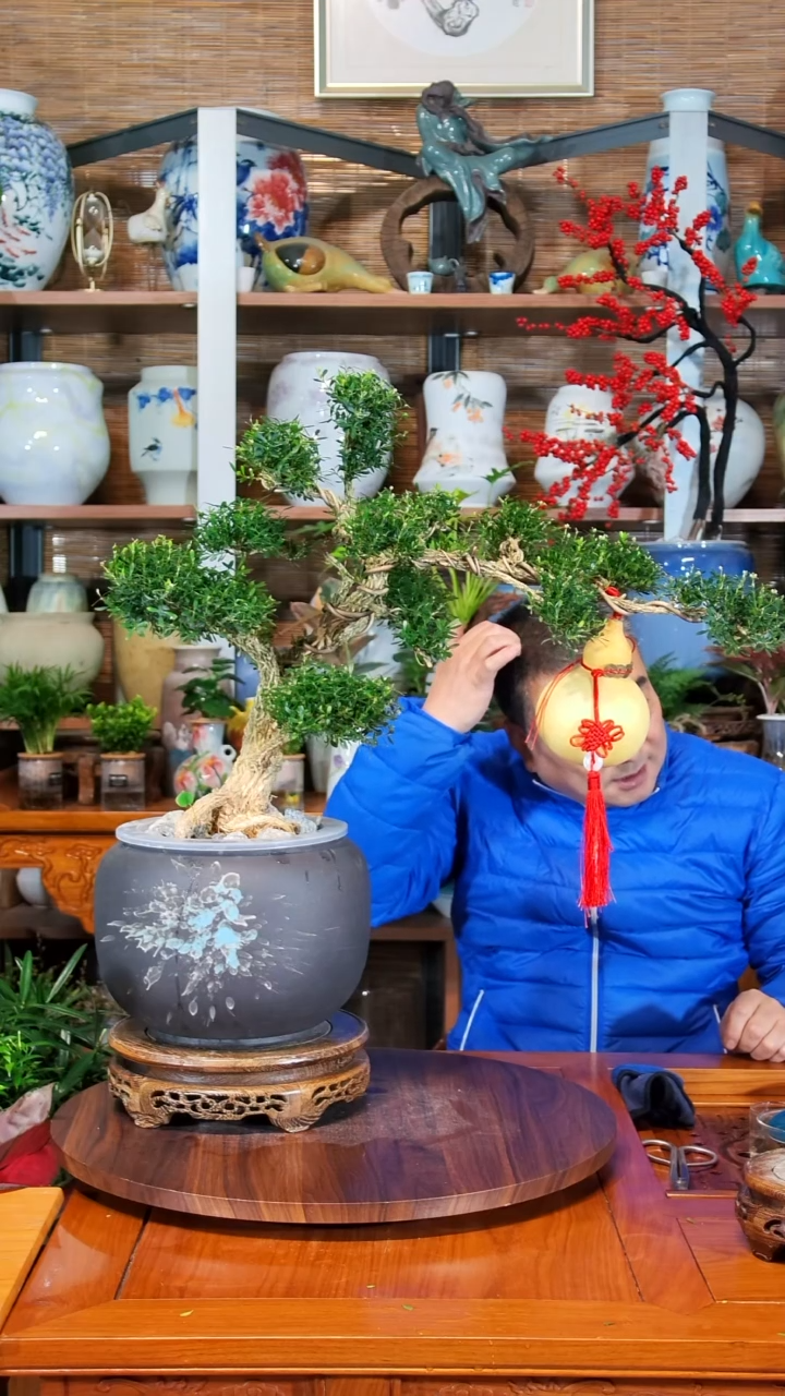 无花朵战*水之韵水培黄杨