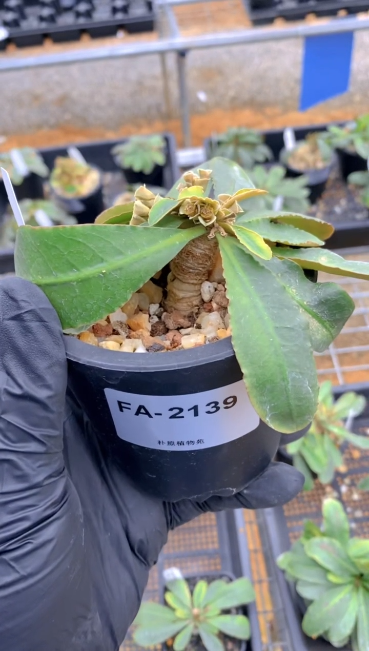 【闪购商品】什巴大戟FA-2139