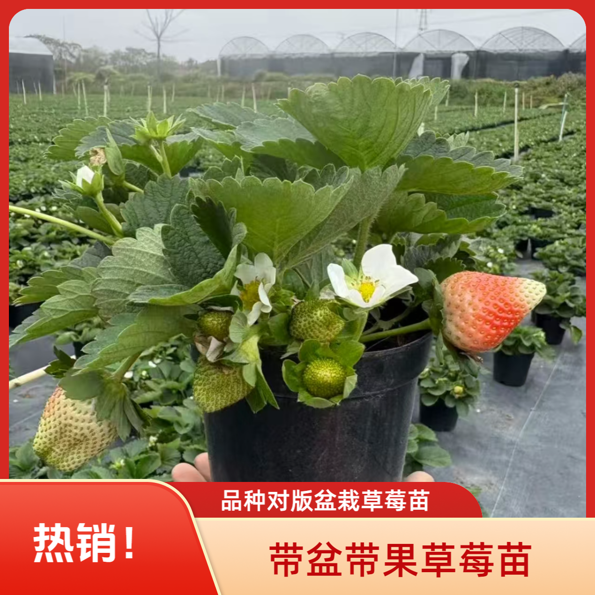 【带花带果带盆】头茬四季大草莓苗奶油红颜宁玉阳台盆栽新品种绿植