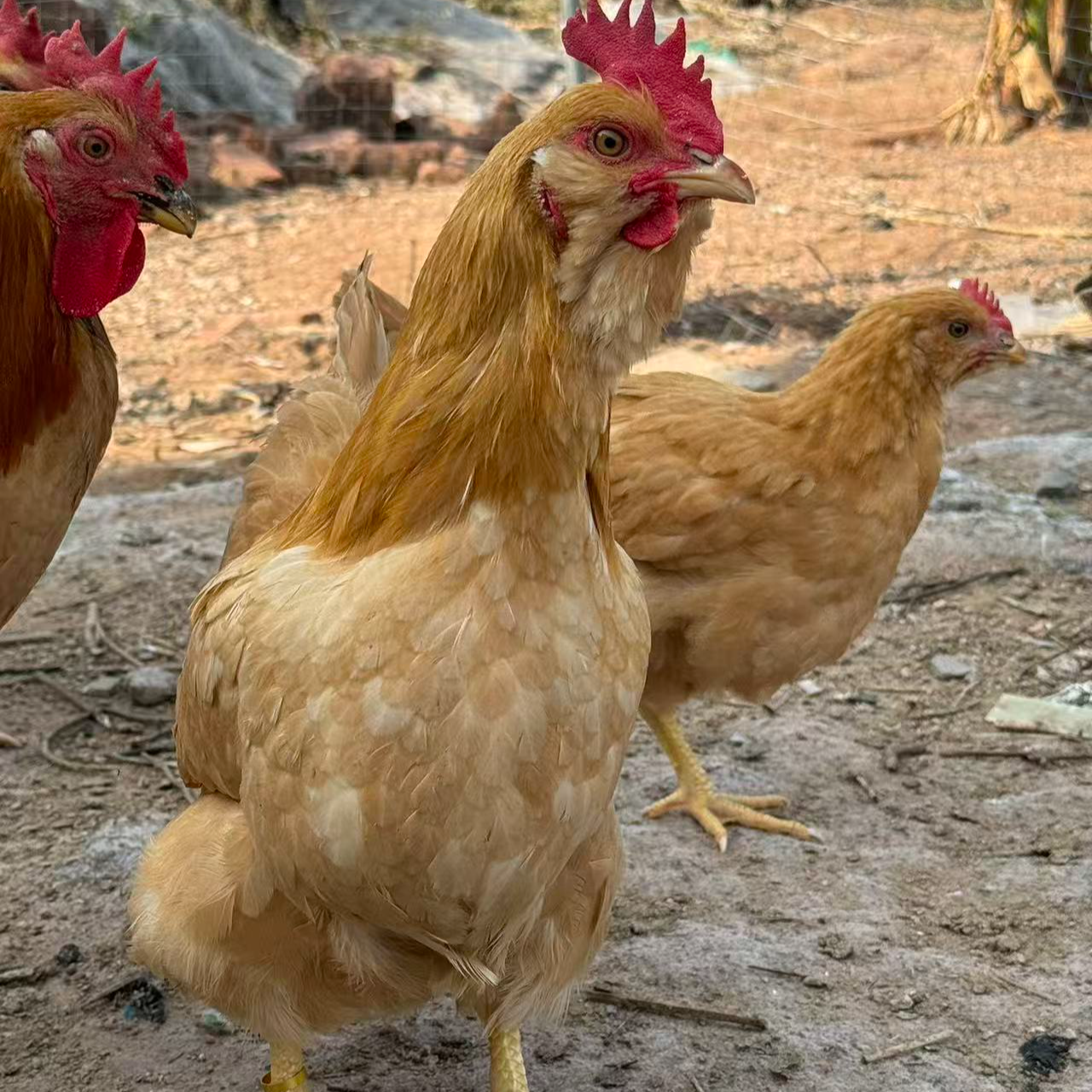 两只成年胡须鸡  宠物鸡 顺丰包邮