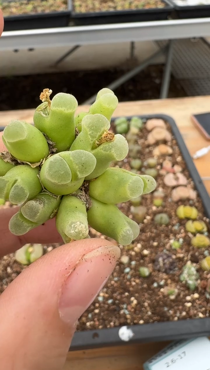 【闪购商品】6--11