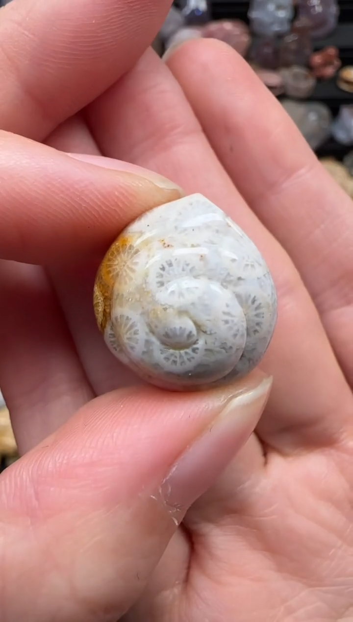 颈饰未镶嵌硅化珊瑚（珊瑚玉）334