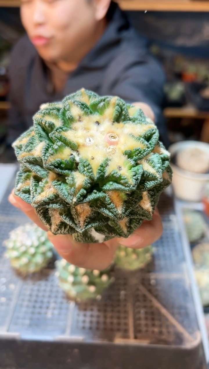 【闪购商品】14号苗接辛盾无根8.5公分