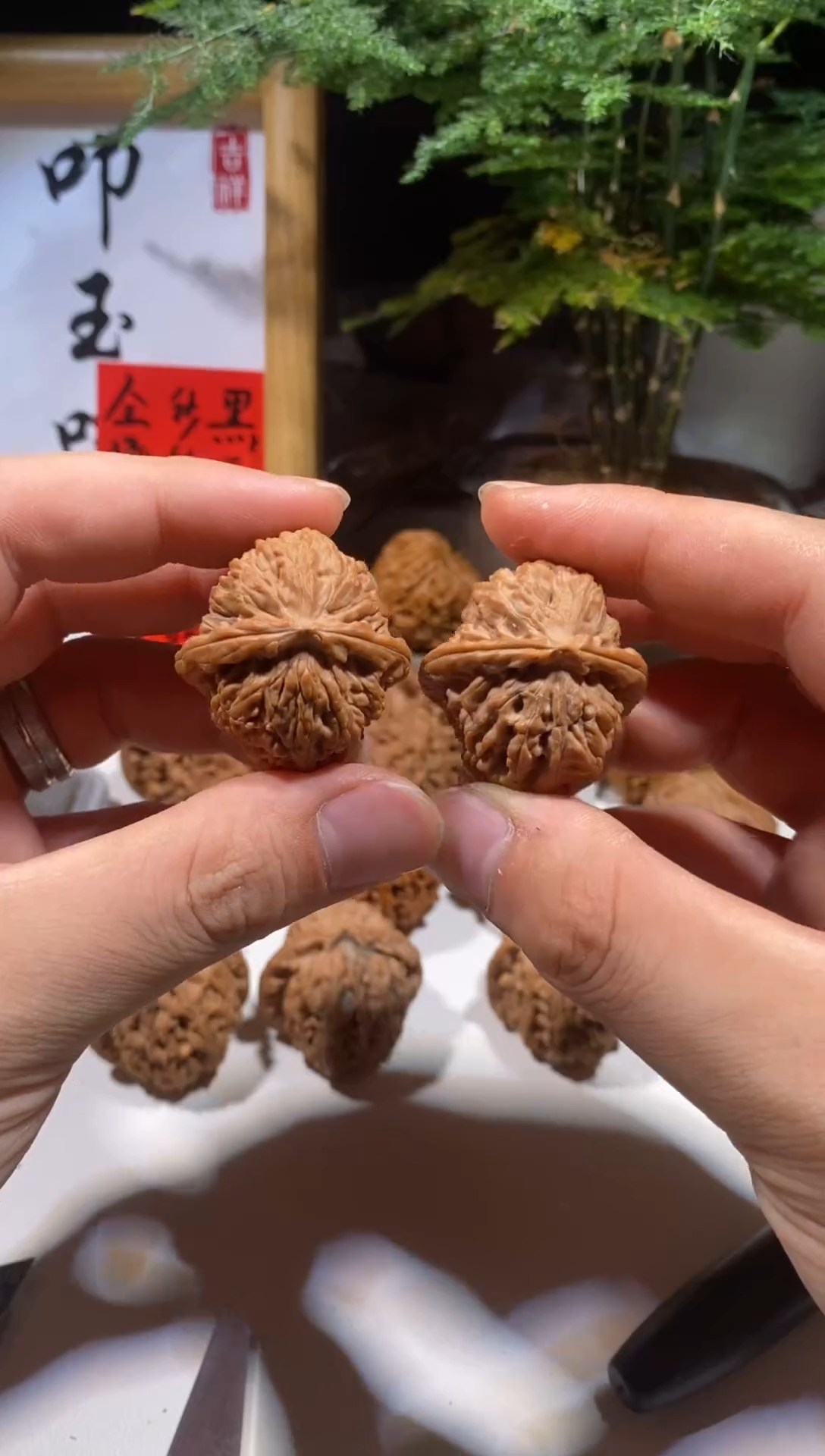 文玩核桃把件8号 33全品小白狮子