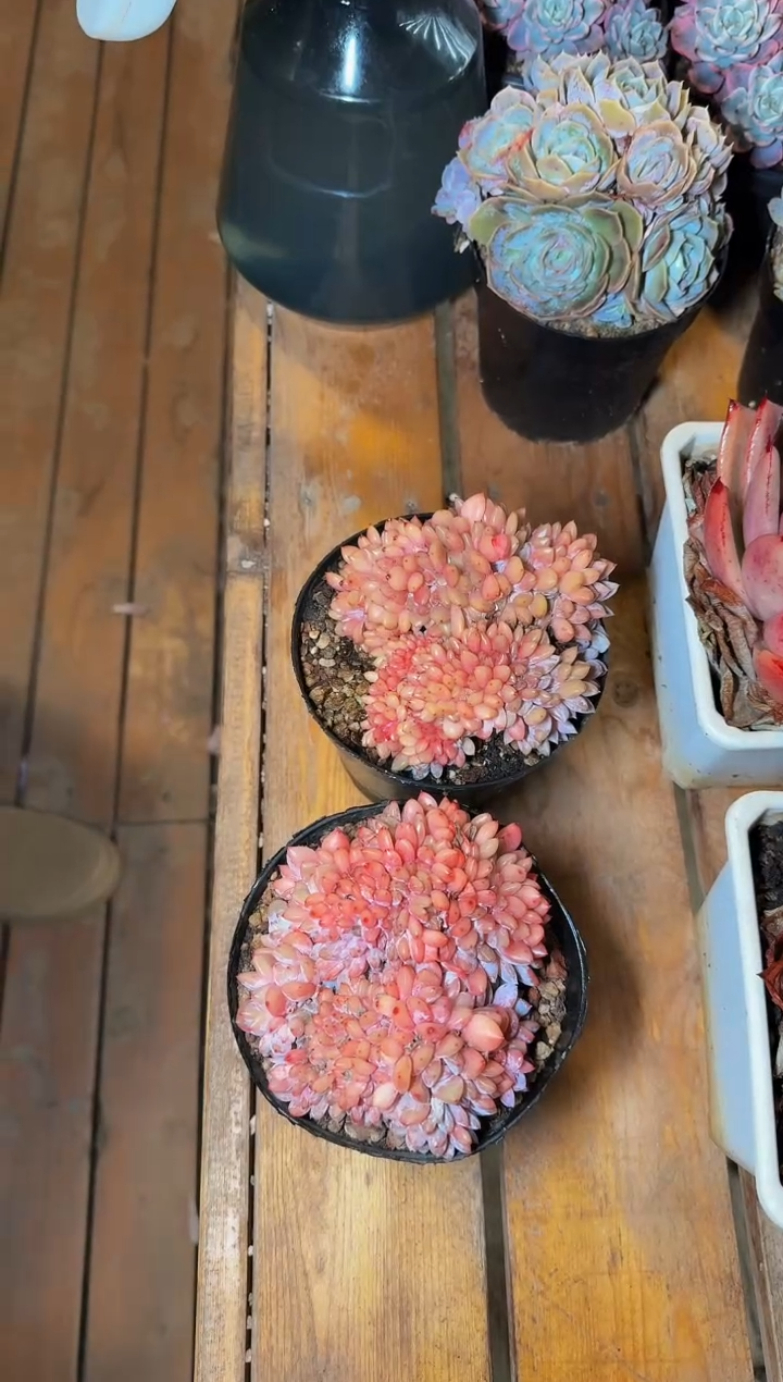 12月11日120#梦露缀化