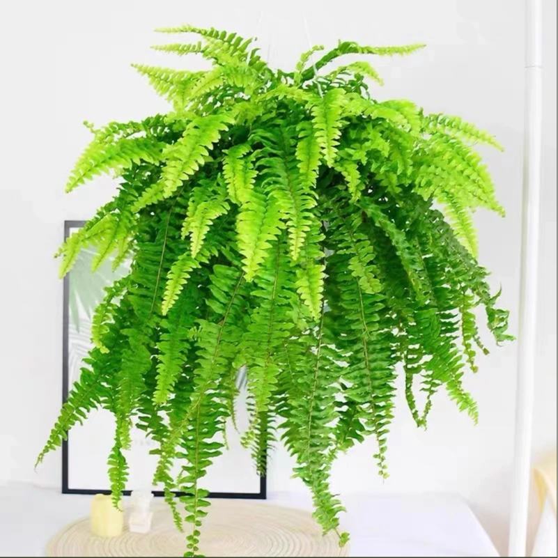 波士顿蕨盆栽垂吊驱蚊四季常青好养可水培净化空气室内卫生间绿植