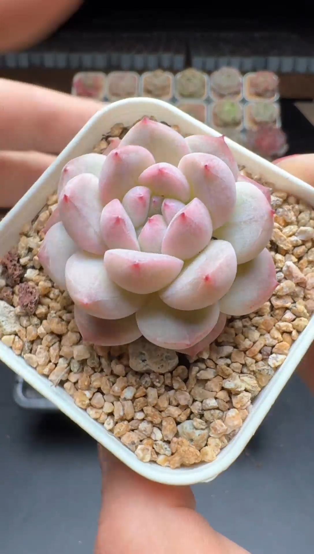 【闪购商品】819号一物一拍珍妮多肉花卉植物3颗起发