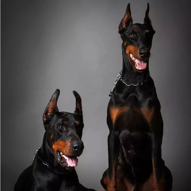 【顶顶专属】德系杜宾犬直播专用链接