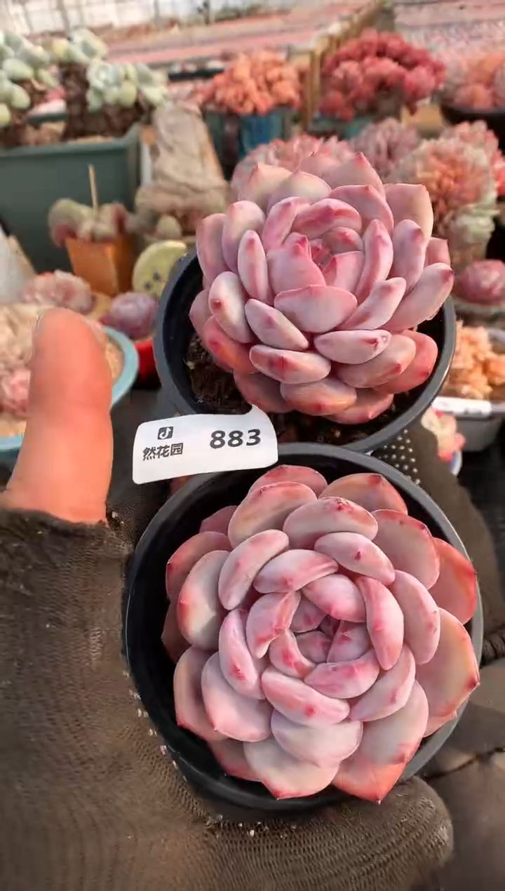 【闪购商品】883星影两棵一物一拍