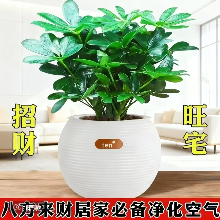 八方来财鸭脚木盆栽室内水培绿植四季常青吸除甲醛好养活