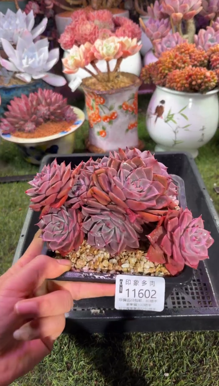 【闪购商品】11602